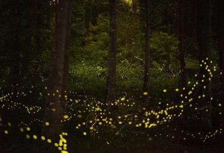 IL BOSCO INCANTATO<br />SABATO 10 GIUGNO