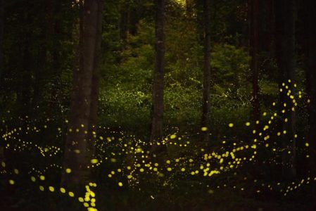 IL BOSCO INCANTATOSABATO 10 GIUGNO