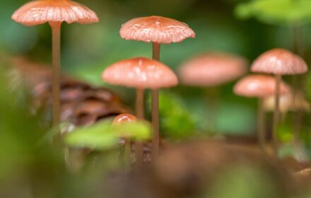 LE MERAVIGLIE DEI FUNGHI <br/> SABATO 17 MAGGIO