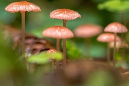LE MERAVIGLIE DEI FUNGHI  SABATO 17 MAGGIO