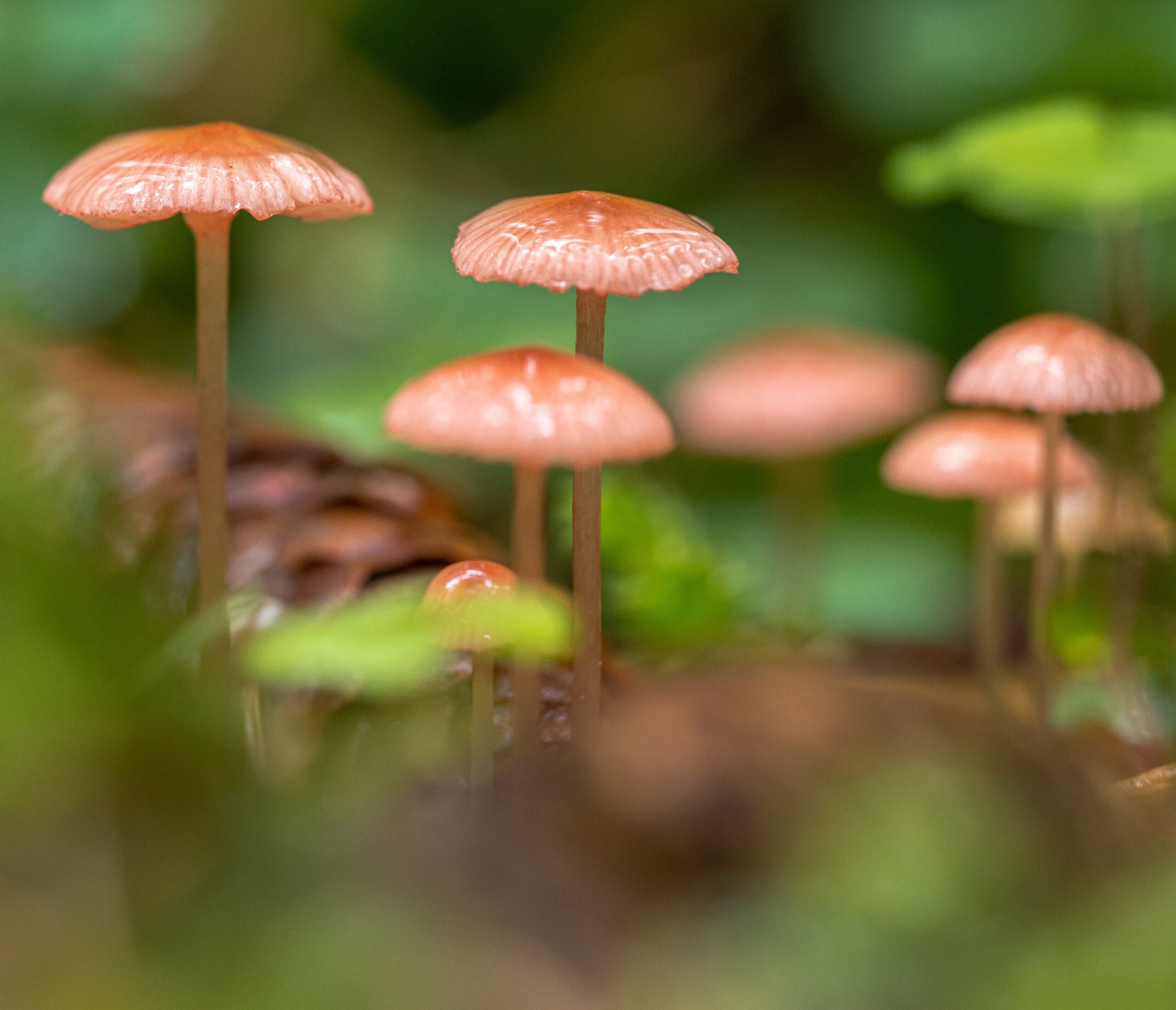 LE MERAVIGLIE DEI FUNGHI  SABATO 17 MAGGIO