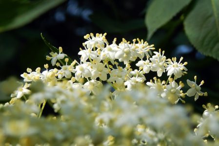 LO SCIROPPO DI PRIMAVERA  Il sambuco