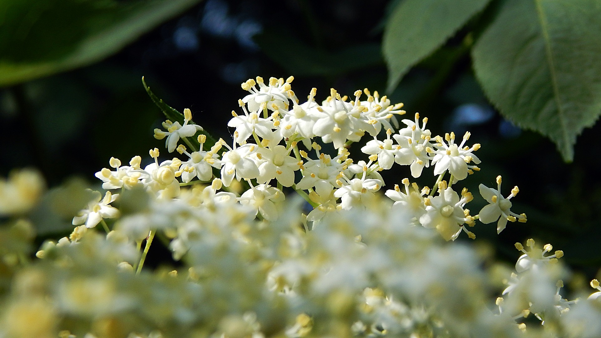 LO SCIROPPO DI PRIMAVERA  Il sambuco