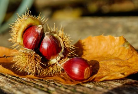 A CERCAR CASTAGNE NELLA VALLE DEL LOGNOLA<br />DOMENICA 22 OTTOBRE