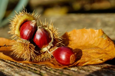 IL SAPORE DELLE CASTAGNE  SABATO 17 OTTOBRE