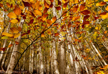 FOLIAGE ALL’EREMO DEL VIANDANTE <br/> SABATO 31 OTTOBRE