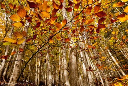 FOLIAGE ALL’EREMO DEL VIANDANTE  SABATO 31 OTTOBRE