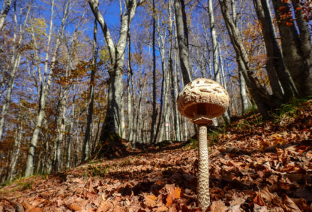 IL REGNO DEI FUNGHI – ESCURSIONE MICOLOGICA<br />SABATO 21 OTTOBRE