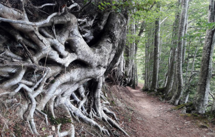 STORIE SUL MONTE <br/> DOMENICA 13 LUGLIO