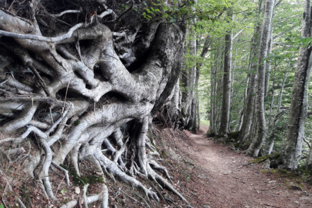 STORIE SUL MONTE  DOMENICA 13 LUGLIO