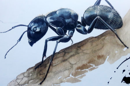 GLI INSETTI CHE NON TI ASPETTI!  DOMENICA 14 MAGGIO