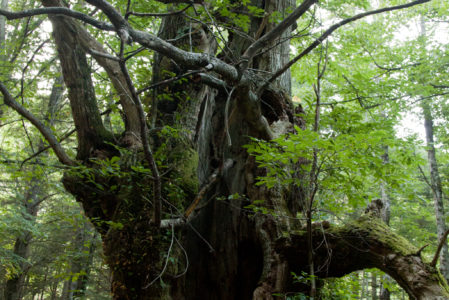 NEI BOSCHI DEL PARCO DEI LAGHI