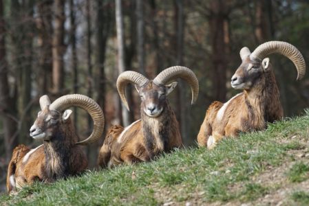 I MUFLONI DI MONTE BENIDOMENICA 25 GIUGNO