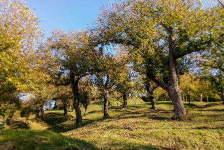 IL PANE DEI POVERI – RACCOLTA CASTAGNE!SABATO 14 OTTOBRE