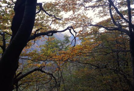 FOLIAGE TRA BOSCHI E CASCATE DEL CORNO ALLE SCALE <br/> DOMENICA 11 OTTOBRE