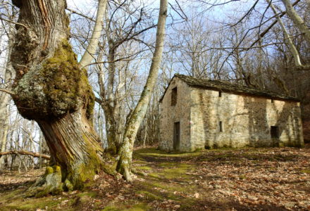 TRA UOMO E NATURA: ESCURSIONE INVERNALE NEI BOSCHI DEL BELVEDRE <br/> SABATO 13 DICEMBRE