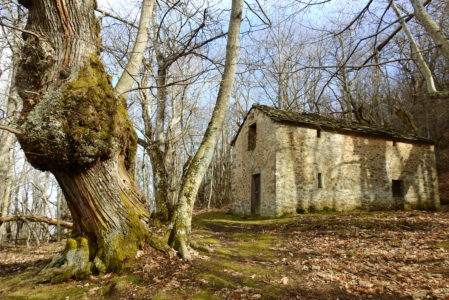 TRA UOMO E NATURA: ESCURSIONE INVERNALE NEI BOSCHI DEL BELVEDRE  SABATO 13 DICEMBRE