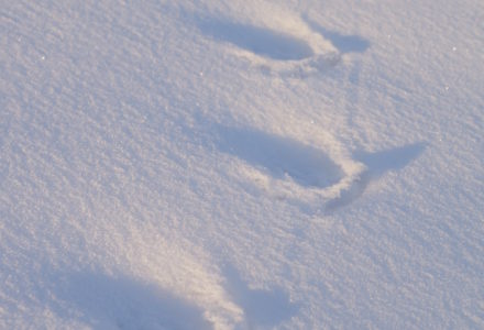 IL RIPOSO DEL PARCO <br/> DOMENICA 3 GENNAIO