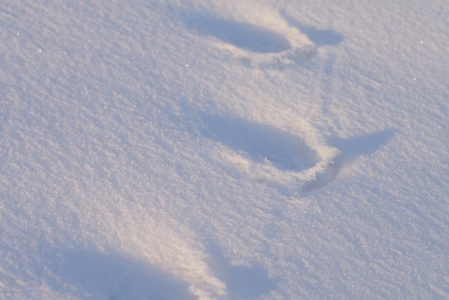 IL RIPOSO DEL PARCO  DOMENICA 3 GENNAIO