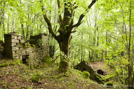 ALLA SCOPERTA DELLA VALLE DEL BARICELLO: TRA CASTAGNETI E ANTICHE MULATTIERE  DOMENICA 22 GIUGNO