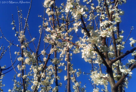 PREZIOSE E DELICATE FIORITURE <br/> DOMENICA 15 GIUGNO