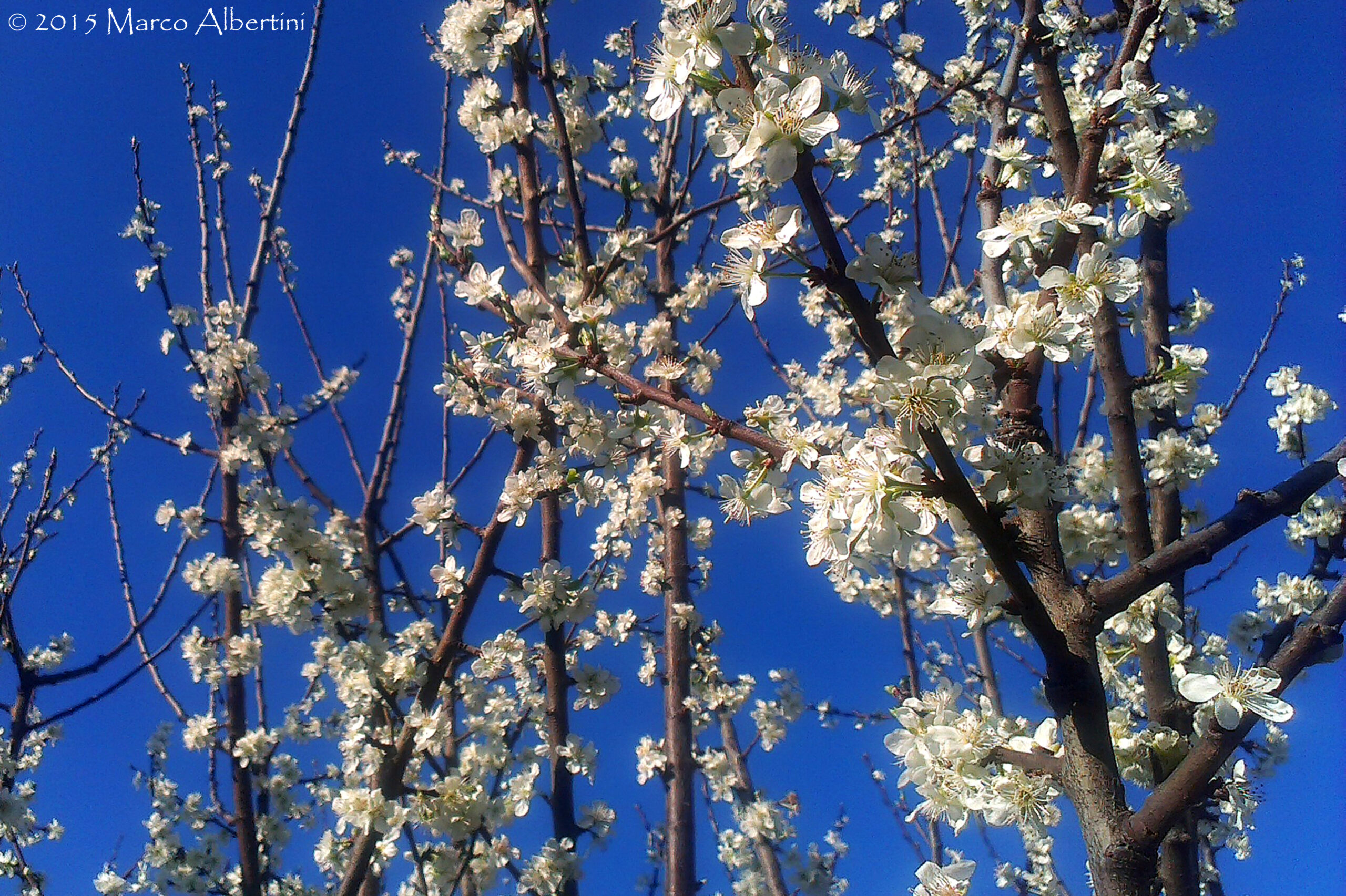 PREZIOSE E DELICATE FIORITURE  DOMENICA 15 GIUGNO
