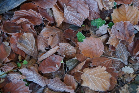 IL BOSCO D’INVERNO  DOMENICA 28 DICEMBRE