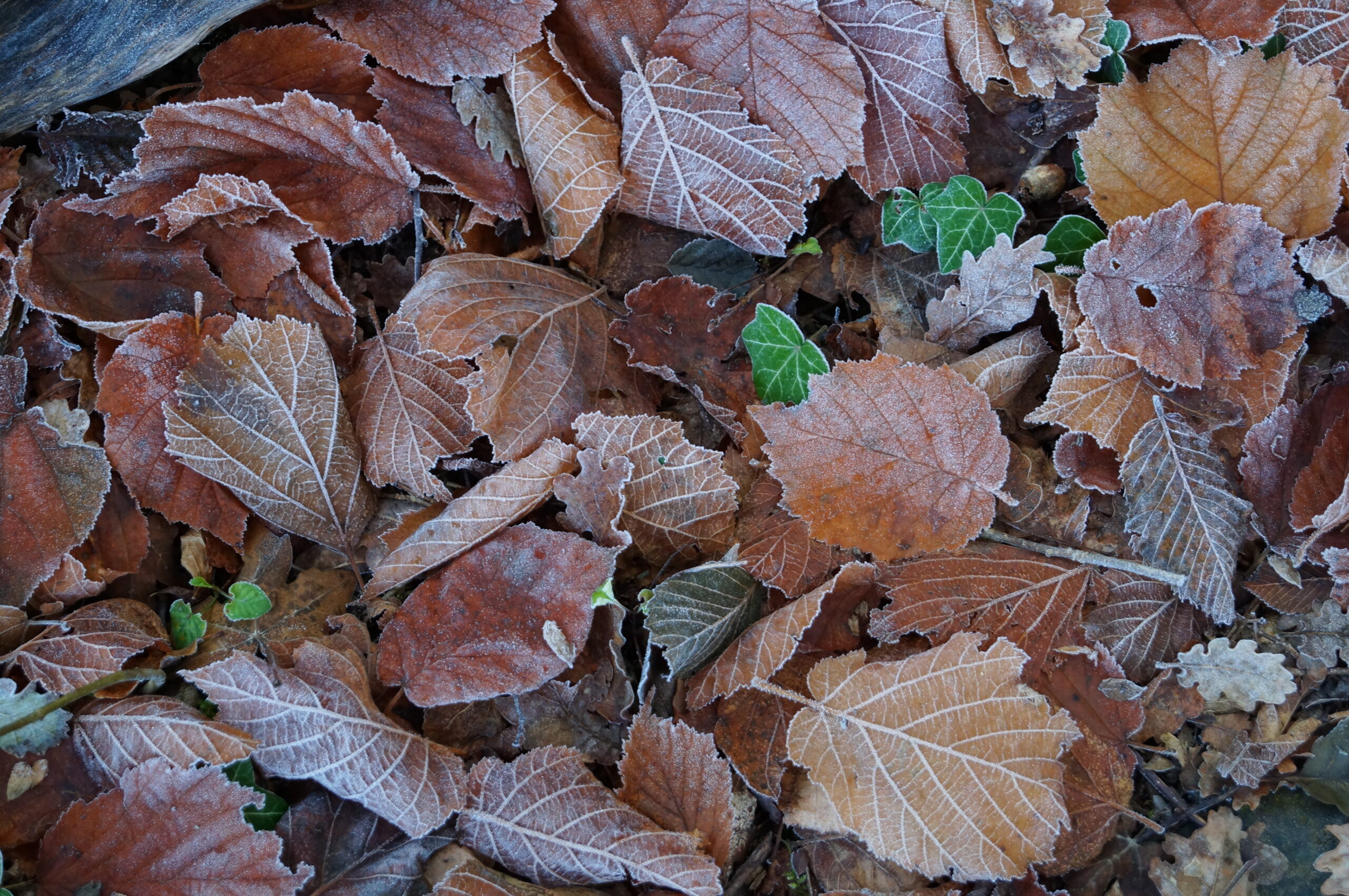 IL BOSCO D’INVERNO  DOMENICA 28 DICEMBRE