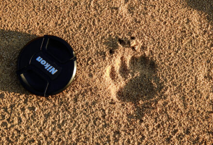 LE TRACCE DEGLI ANIMALI<br />MERCOLEDÌ 1 NOVEMBRE