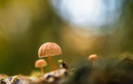 I FUNGHI E I SENSI <br/> SABTO 31 MAGGIO