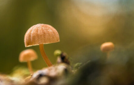 I FUNGHI E I SENSI <br/> SABTO 31 MAGGIO