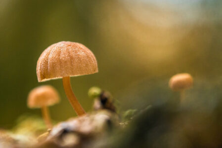 I FUNGHI E I SENSI  SABTO 31 MAGGIO