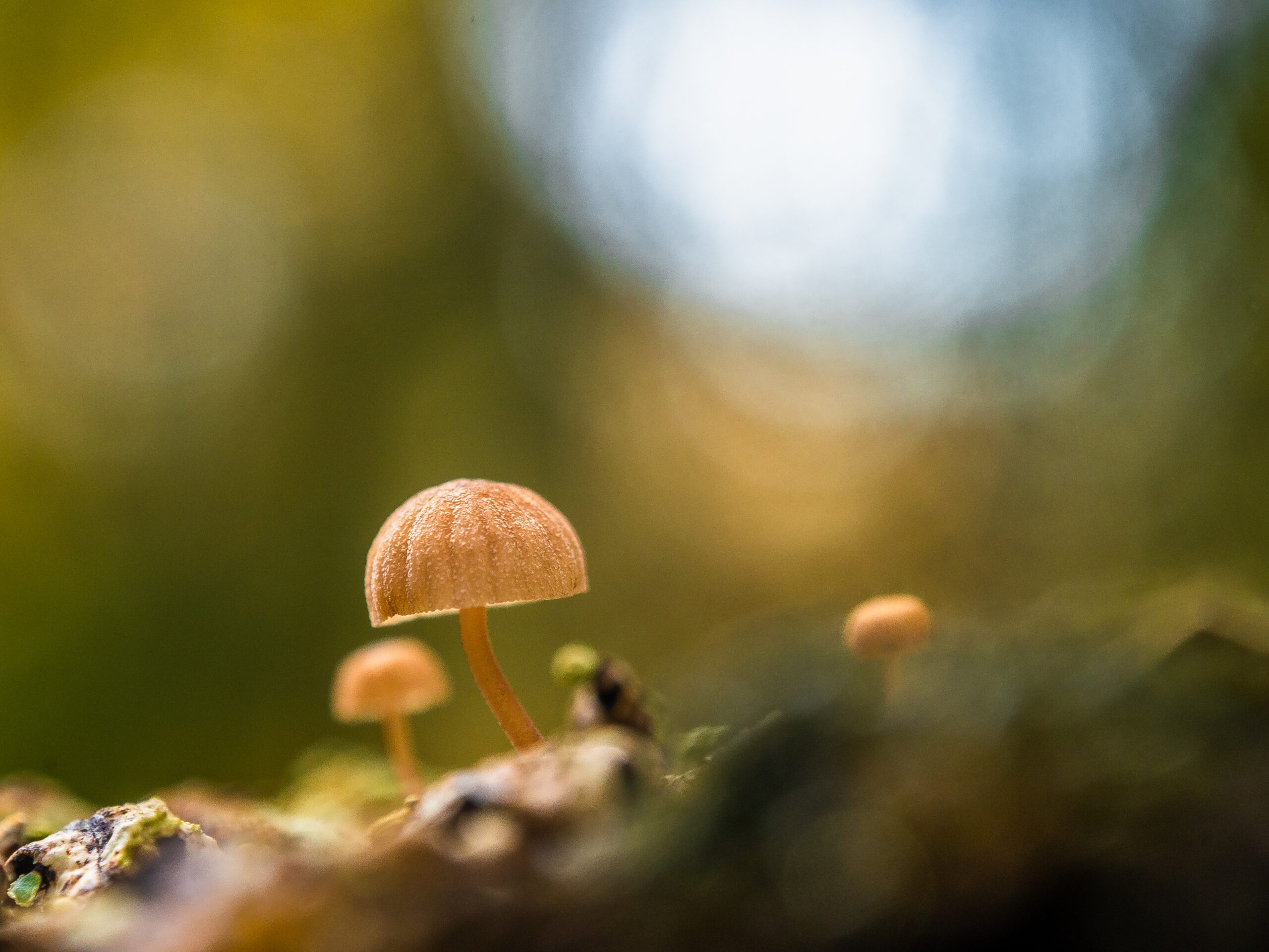 I FUNGHI E I SENSI  SABTO 31 MAGGIO