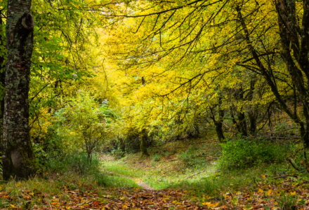 TAVOLOZZA D’AUTUNNO AL BRASIMONE <br />DOMENICA 22 OTTOBRE