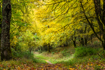 TAVOLOZZA D’AUTUNNO A MONTE BENI  DOMENICA 2 NOVEMBRE
