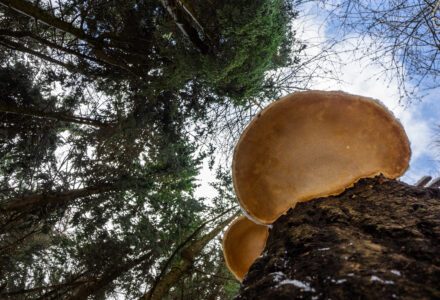 IL BOSCO SOTTO E SOPRA <br/> DOMENICA 1 GIUGNO