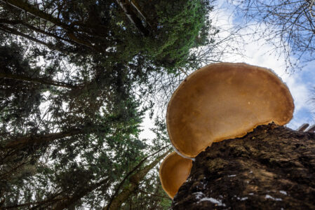 IL BOSCO SOTTO E SOPRA  DOMENICA 1 GIUGNO