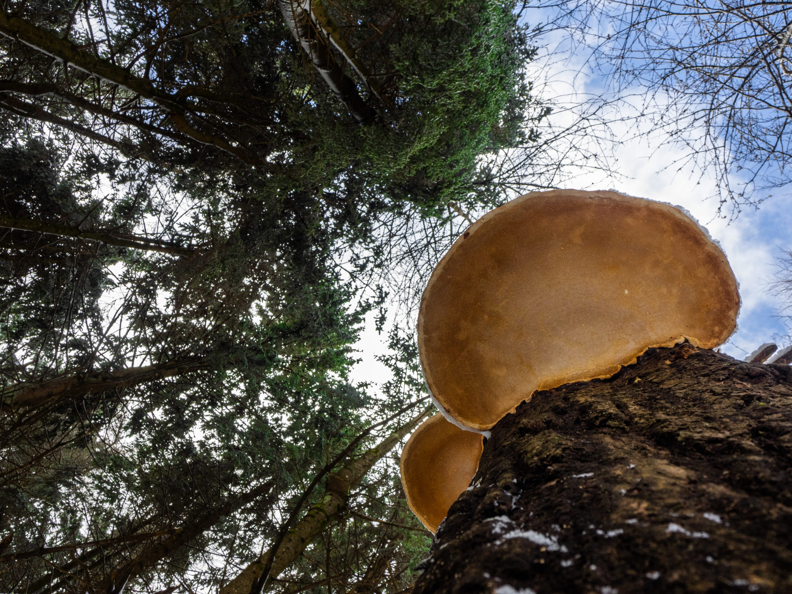 IL BOSCO SOTTO E SOPRA  DOMENICA 1 GIUGNO