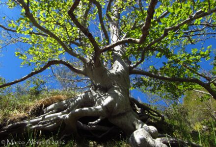 CORSO NATURALISTICO IN ESCURSIONE <br/> SABATO 24 E DOMENICA 25 MAGGIO