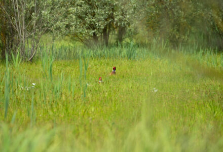 LA NATURA DI PIANURA<br />DOMENICA 7 MAGGIO