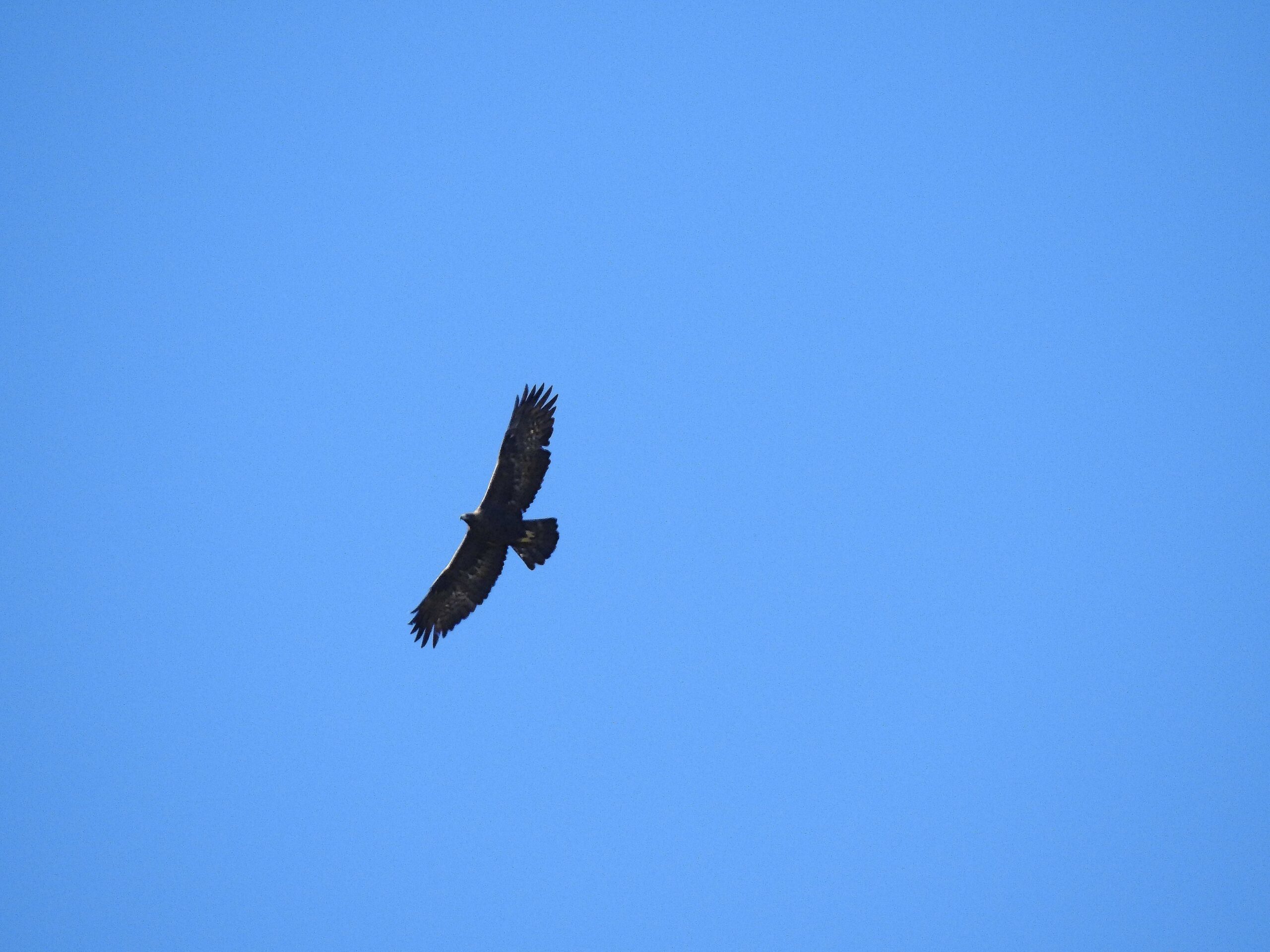 ESCURSIONE A MONTE GRANDE: NEL REGNO DELL’AQUILA REALE  DOMENICA 23 NOVEMBRE