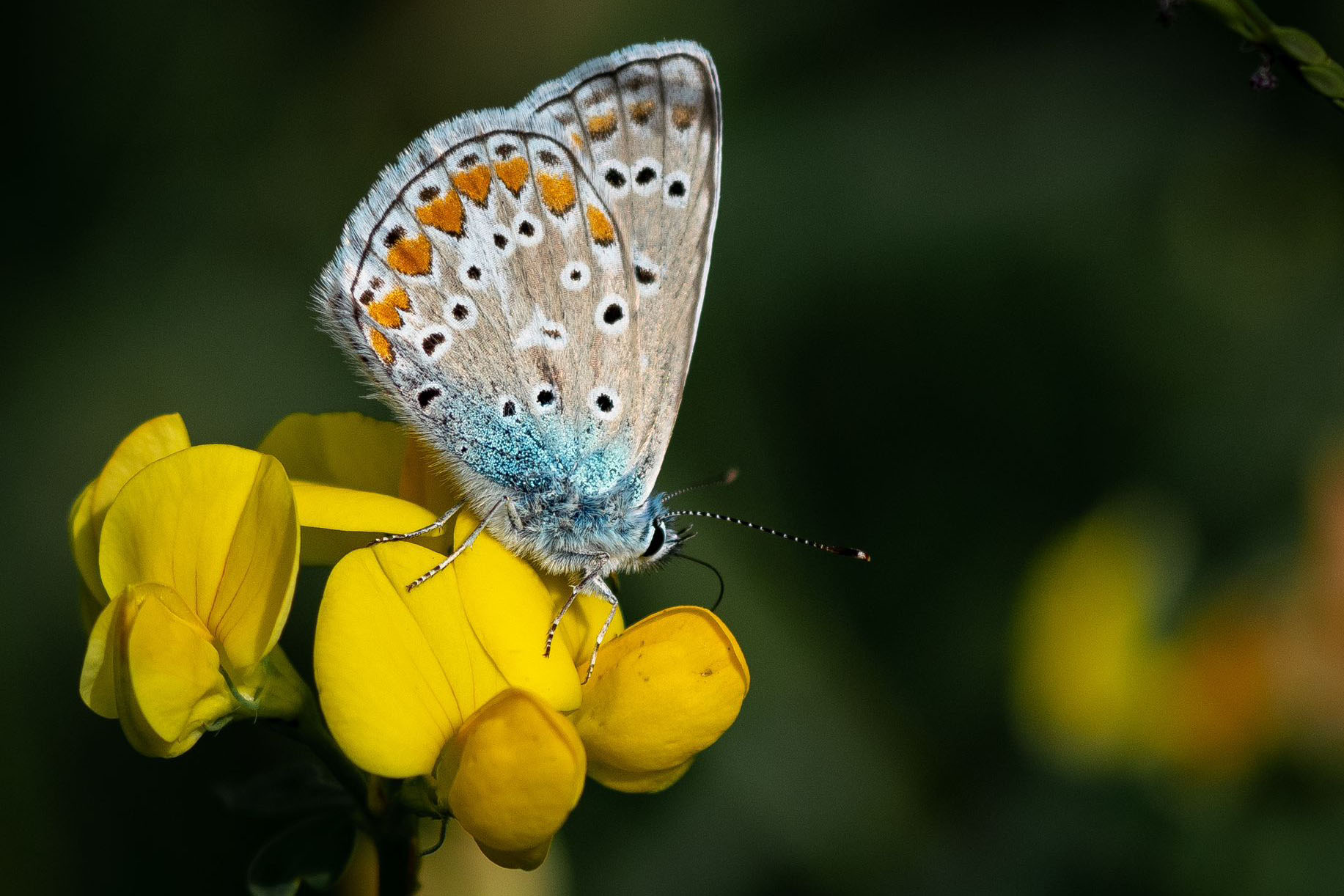 IMPOLLINATORI NEI PRATI DEL PORANCETO  DOMENICA 25 MAGGIO