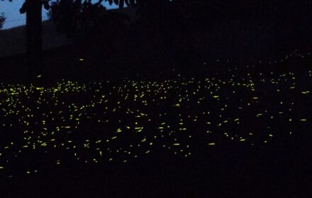 LUCCIOLE NEL BOSCO <br/> SABATO 5 LUGLIO