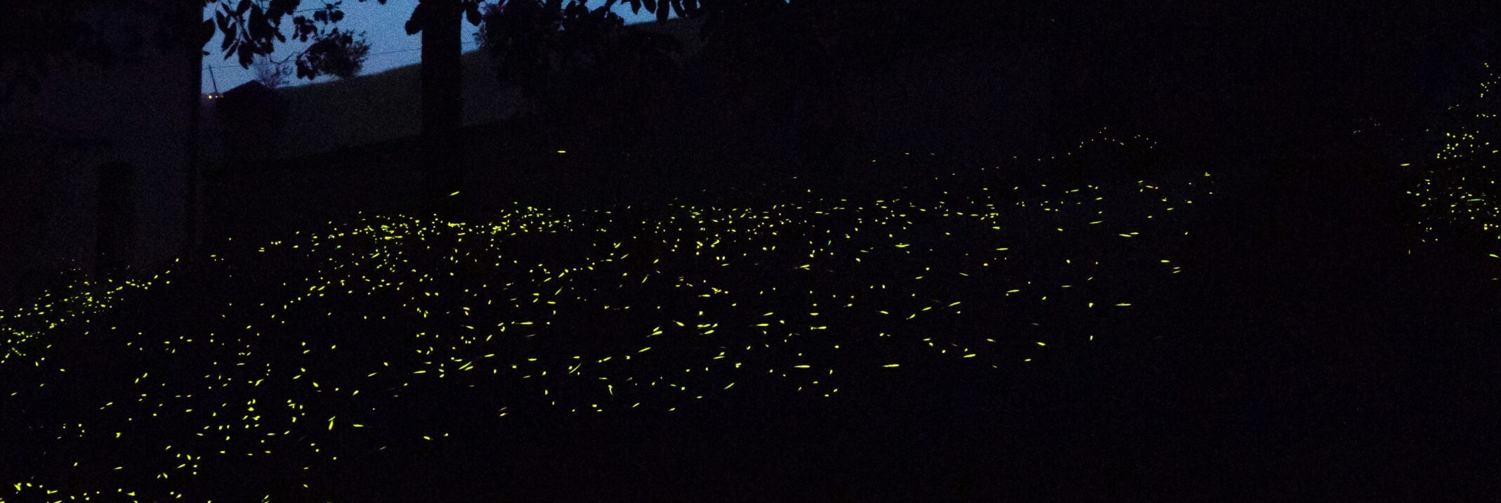 PASSEGGIATA TRA LE LUCCIOLE A CASA VALLONA  VENERDI’ 20 GIUGNO
