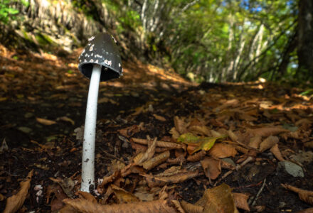 ESCURSIONE CON MICOLOGO – IL MISTERIOSO REGNO DEI FUNGHI <br/> SABATO 7 GIUGNO
