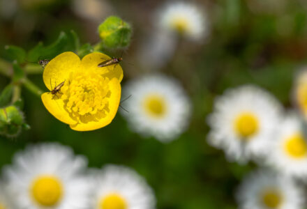 LA PRIMAVERA AL PARCO DEI LAGHI, FIORITURE E IMPOLLINATORI <br /> SABATO 4 MAGGIO