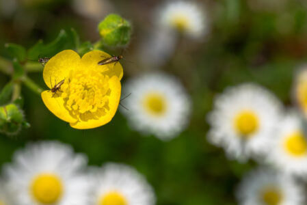 LA PRIMAVERA AL PARCO DEI LAGHI, FIORITURE E IMPOLLINATORI  SABATO 4 MAGGIO