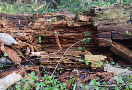 LEGNO MORTO, FONTE DI VITA <br/> SABATO 21 DICEMBRE