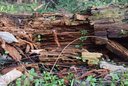 LEGNO MORTO, FONTE DI VITA  SABATO 21 DICEMBRE