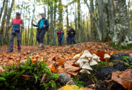 IL MISTERIOSO REGNO DEI FUNGHI – ESCURSIONE CON MICOLOGO <br/> SABATO 21 GIUGNO